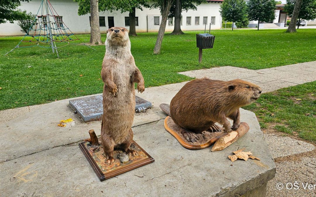 Spoznavanje raznolikosti življenja ob Muri